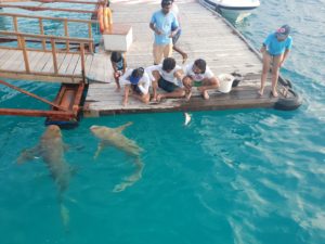 shark feeding