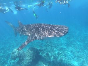 Whale Shark