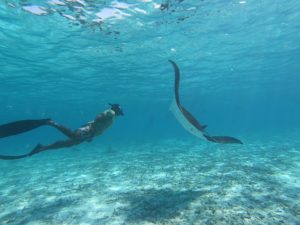 Manta snorkeling