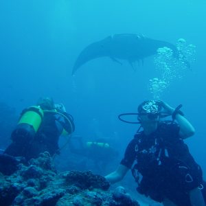 Manta point Dive