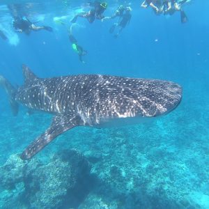 Whale Shark